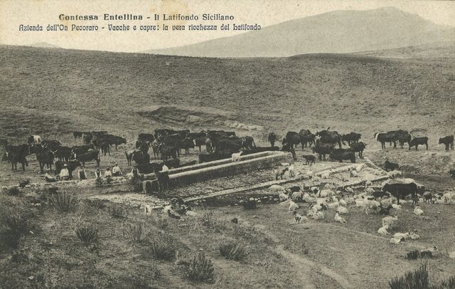 Il Latifondo — Le Vacche
